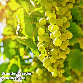 Grape (Vitis) Bacchus