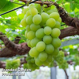 Grape Muscat of Alexandria