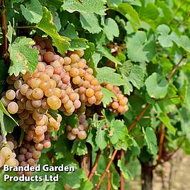 Grape Pinot Gris