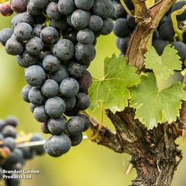 Grape Venus