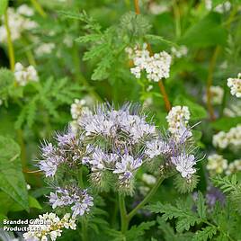 Phacelia Lacy - Seeds