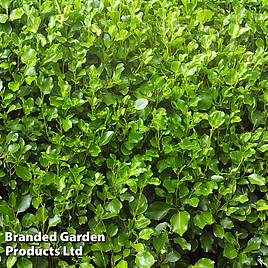 Griselinia littoralis (Hedging)