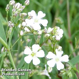 Gypsophila repens White