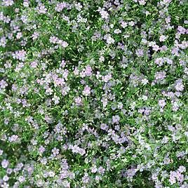 Gypsophila repens Rosea