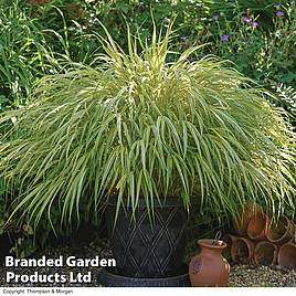 Hakonechloa macra Aureola