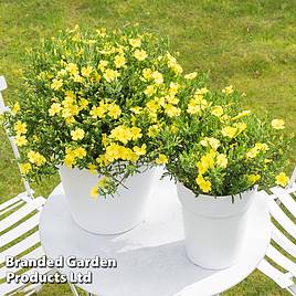 Halimium April Sun