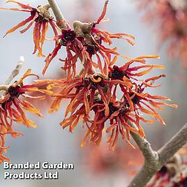 Hamamelis x intermedia Orange Beauty