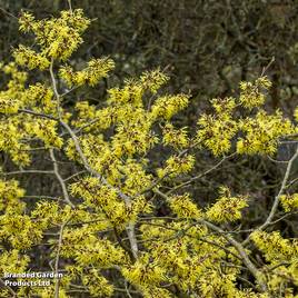 Hamamelis x intermedia Pallida