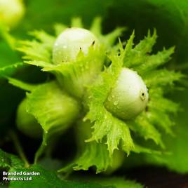 Truffle Tree - Hazel Kentish Cob