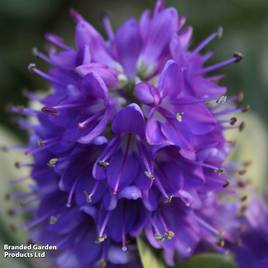 Hebe Blue Gem