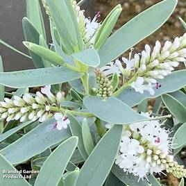 Hebe Blue Star