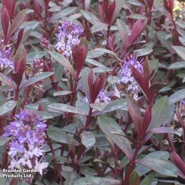 Hebe Caledonia