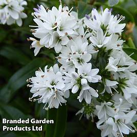 Hebe Garden Beauty White