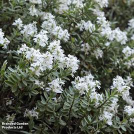 Hebe pinguifolia Pagei