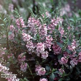 Hebe Pink Pixie™
