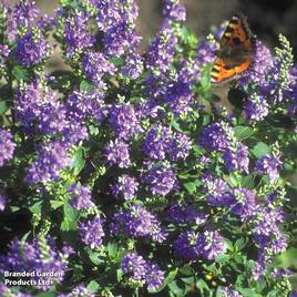 Hebe Purple Pixie