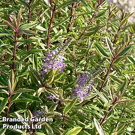 Hebe Purple Shamrock