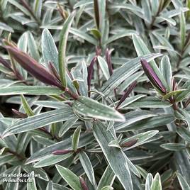 Hebe Winter Wonder