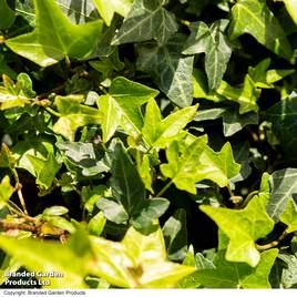 Hedera Green Shamrock