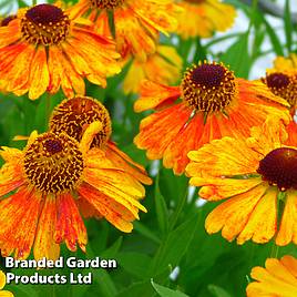 Helenium Mardi Gras