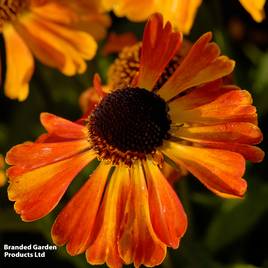 Helenium Mardi Gras