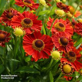 Helenium Salsa