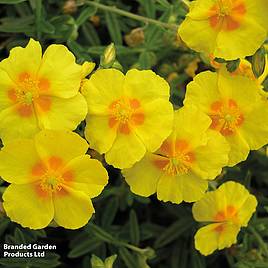 Helianthemum Ben Fhada