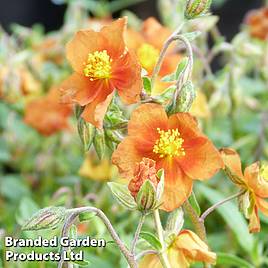 Helianthemum Bronze Carpet