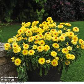 Helichrysum Nevada Gold