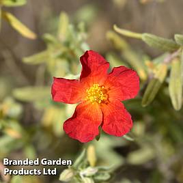 Helianthemum Fire Dragon