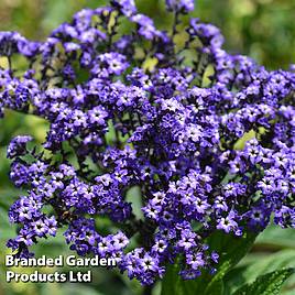 Heliotrope Marine