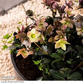 Hellebore Pre-planted Basket