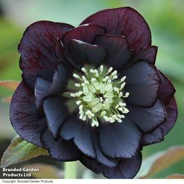 Hellebore Double Midnight Black