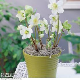 Hellebore Single Clear White