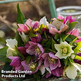 Hellebore x hybridus Mixed