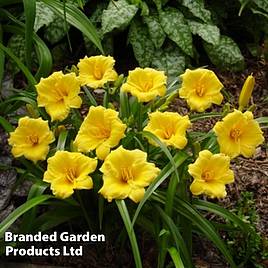 Hemerocallis Mini Stella