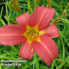 Hemerocallis Pink Damask