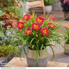 Hemerocallis Stella Rouge