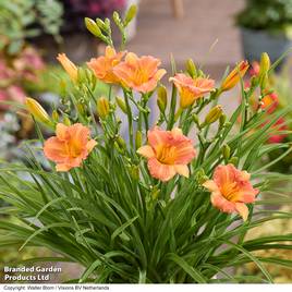 Hemerocallis Stella Tangerine
