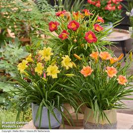 Hemerocallis Stella Trio