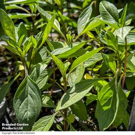 Basil Basilicious Thai-Zing F1 - Seeds
