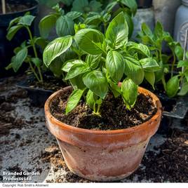 Basil Basilicious Verde-Sure F1 - Seeds