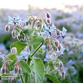 Borage - Organic Seeds