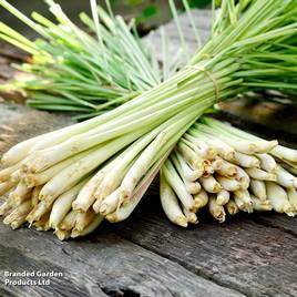 Lemon Grass - Herb Seeds