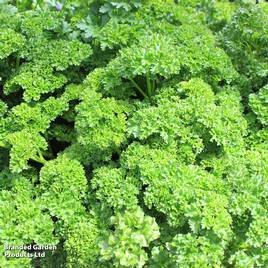 Parsley Envy - Herb Seeds