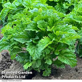 Basil Spicy Sabre - Seeds