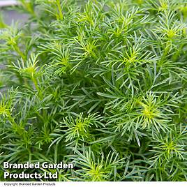 Tagetes Dropshot - Seeds