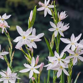 Schizostylis coccinea Alba (Marginal Aquatic)