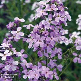 Hesperis Matronalis
