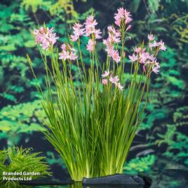Schizostylis coccinea Mrs Hegarty (Marginal Aquatic)